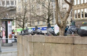 Pigeons